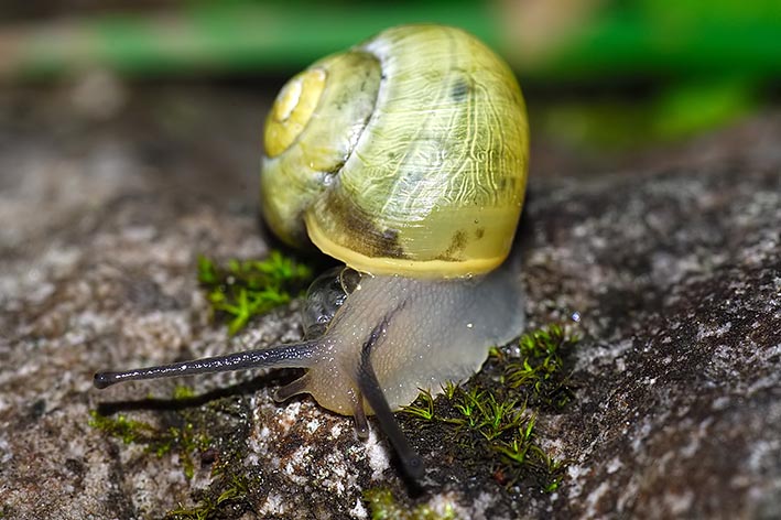 Identificazione cepaea nemoralis ?